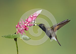 Black-bellied Hummingbird, Costa Rica