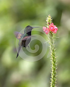 Black-bellied Hummingbird Eupherusa nigriventris