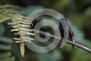 Black-bellied Hummingbird - Eupherusa nigriventris