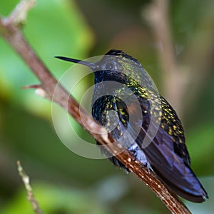 Black bellied hummingbird - Eupherusa nigriventris