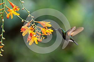 Black-bellied hummingbird, Eupherusa nigriventris, hovering next to orange flower, bird from mountain tropical forest,Costa Rica