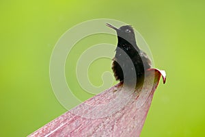 Black-Bellied Hummingbird, Eupherusa nigriventris, rare endemic hummingbird from Costa Rica. Animal in the nature habitat.