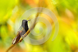 Black-Bellied Hummingbird, Eupherusa nigriventris, rare endemic hummingbird from Costa Rica. Animal in the nature habitat.