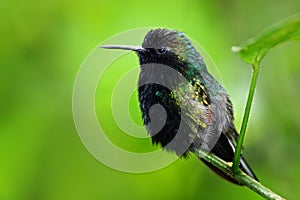 Black-Bellied Hummingbird, Eupherusa nigriventris, rare endemic hummingbird from Costa Rica, black bird sitting on a beautiful