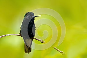 Black-Bellied Hummingbird, Eupherusa nigriventris, rare endemic hummingbird from Costa Rica. Black bird sitting on a beautiful gre