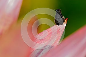 Black-Bellied Hummingbird, Eupherusa nigriventris, rare endemic hummingbird from Costa Rica, black bird sitting on a beautiful pin