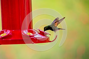 Black-Bellied Hummingbird (Eupherusa nigriventris) spotted outdoors