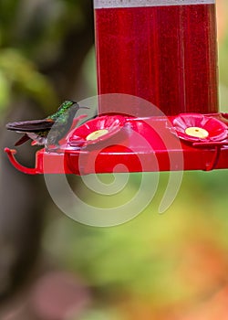 Black-Bellied Hummingbird (Eupherusa nigriventris) spotted outdoors