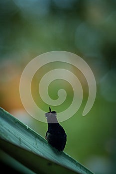 Black-bellied hummingbird perching on leaf, colorful background, beautiful tiny black hummingbird, bird resting on flower