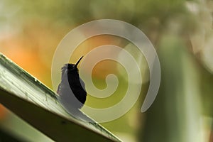 Black-bellied hummingbird perching on leaf, colorful background, beautiful tiny black hummingbird, bird resting on flower