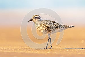 Black-bellied plover on beach