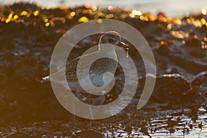 Black bellied plover feeding at seaside