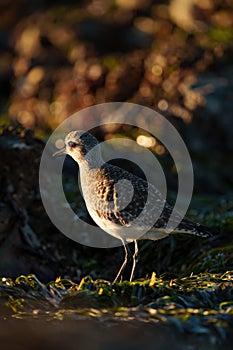 Black bellied plover feeding at seaside