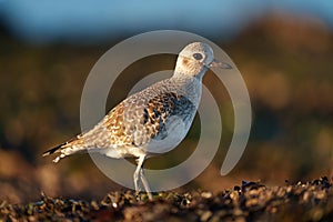 Black bellied plover feeding at seaside