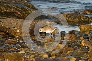 Black bellied plover feeding at seaside