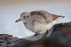 Black bellied plover feeding at seaside