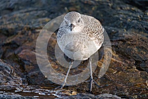 Black bellied plover feeding at seaside