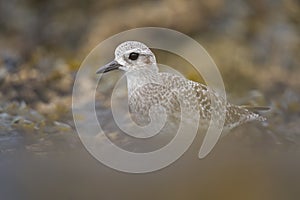 Black bellied plover feeding at seaside