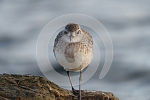 Black bellied plover feeding at seaside