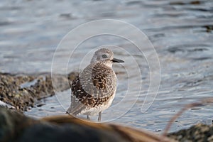 Black bellied plover feeding at seaside