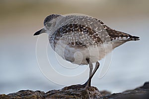 Black bellied plover feeding at seaside