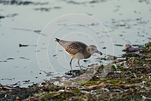 Black-bellied Plover feeding at seaside beach