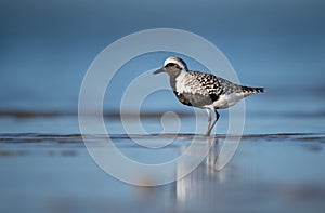 A Black Bellied Plover in Florida