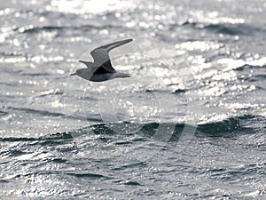 Black-bellied Plover Flying