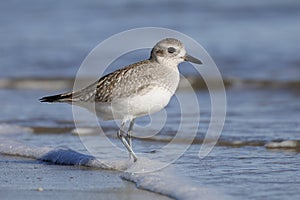 Black-bellied Plover foraging in wnter on a Georgia beach photo