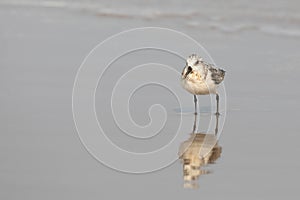 Black bellied plover looking for food at the beach