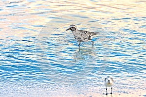 Black Bellied Plover In Molting Plumage