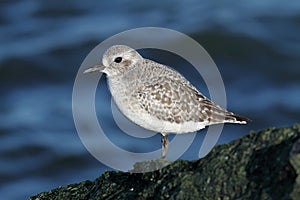 Black-bellied Plover (Pluvialis squatarola)