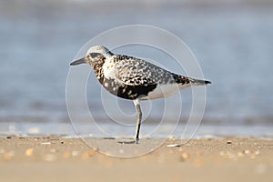 Black-bellied Plover (Pluvialis squatarola)