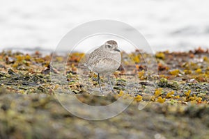 Black-bellied Plover resting at seaside