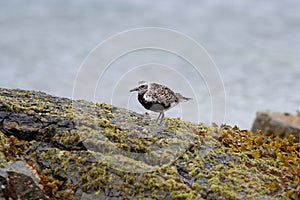 Black-bellied Plover resting at seaside