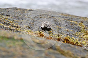 Black-bellied Plover resting at seaside