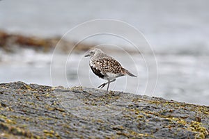 Black-bellied Plover resting at seaside