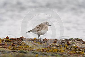 Black-bellied Plover resting at seaside