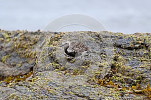 Black-bellied Plover resting at seaside