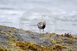 Black-bellied Plover resting at seaside