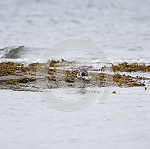 Black-bellied Plover resting at seaside