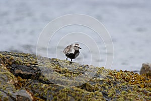 Black-bellied Plover resting at seaside