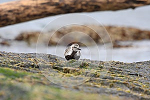 Black-bellied Plover resting at seaside