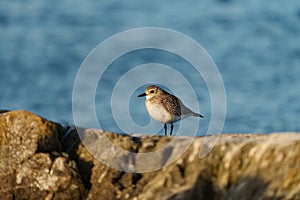 Black-bellied Plover resting at seaside