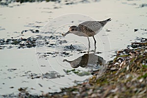 Black-bellied Plover resting at seaside