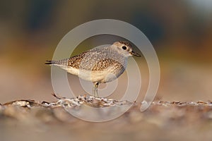 Black-bellied Plover resting at seaside