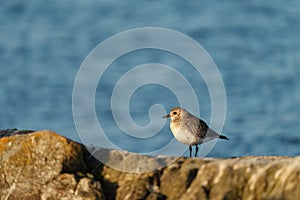 Black-bellied Plover resting at seaside