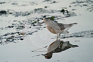 Black-bellied Plover resting at seaside