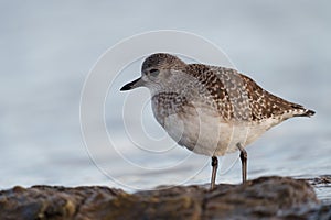 Black bellied plover resting at seaside