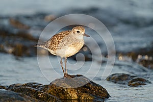 Black bellied plover resting at seaside